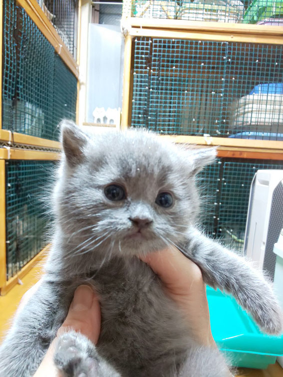 ブリティッシュショートヘア 子猫 ブリーダー 猫
