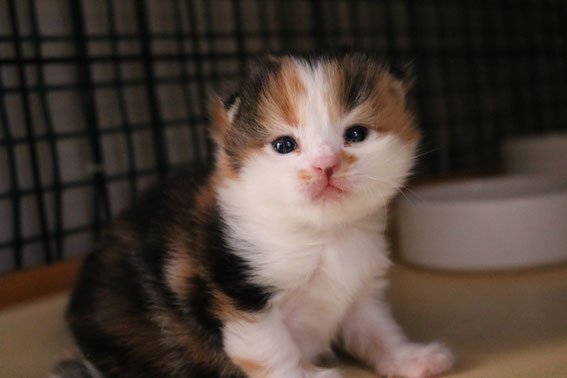 スコティッシュフォールド　子猫　ブリーダー　猫