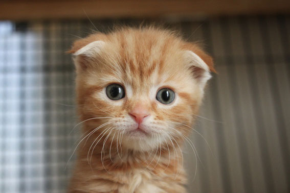 スコティッシュフォールド 子猫 ブリーダー 猫