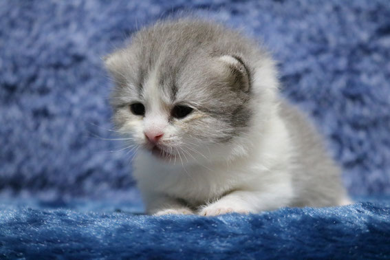 スコティッシュフォールド 子猫 ブリーダー 猫