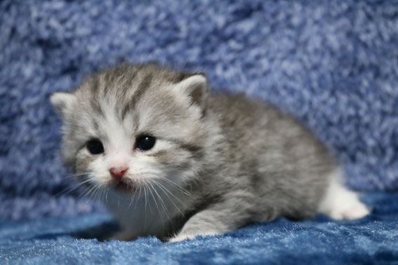 スコティッシュフォールド 子猫 ブリーダー 猫