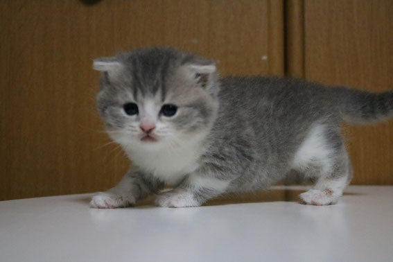 スコティッシュフォールド 子猫 ブリーダー 猫