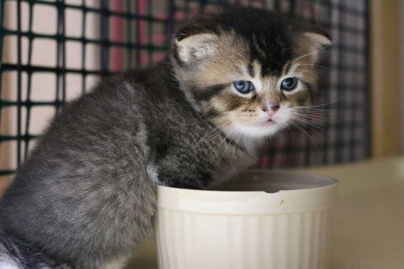 スコティッシュフォールド　子猫　ブリーダー　猫