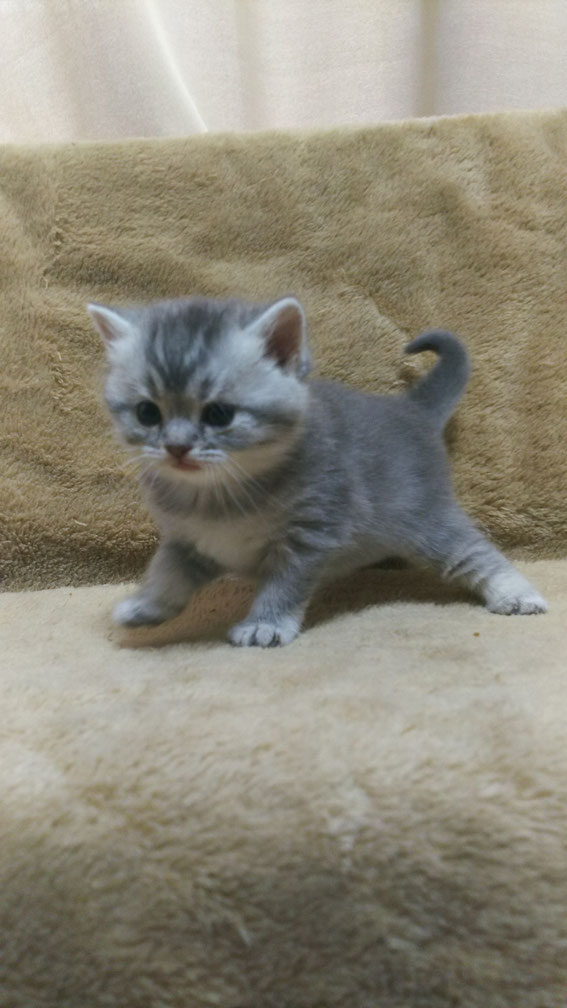 スコティッシュフォールド 子猫 ブリーダー 猫
