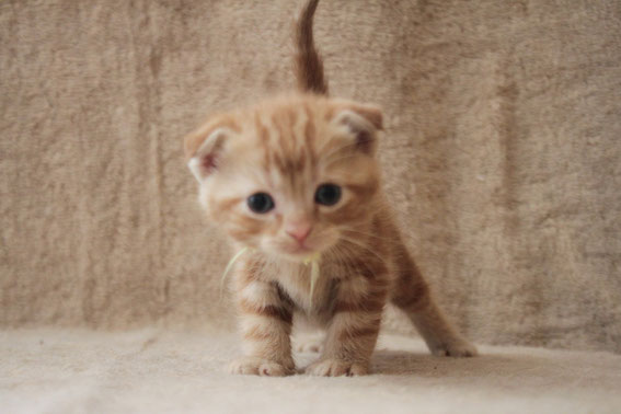 スコティッシュフォールド 子猫 ブリーダー 猫