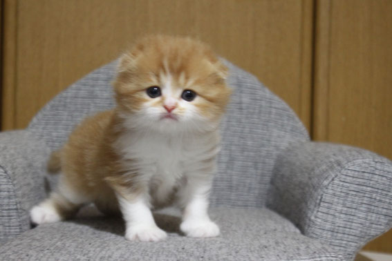 スコティッシュフォールド 子猫 ブリーダー 猫