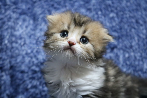 スコティッシュフォールド 子猫 ブリーダー 猫