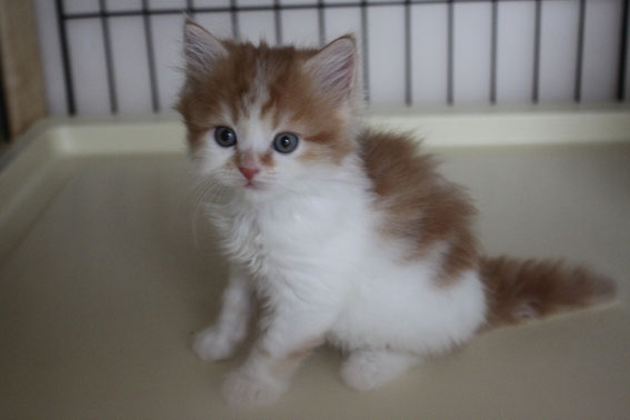スコティッシュフォールド 子猫 ブリーダー 猫