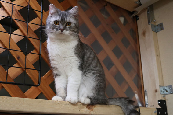 スコティッシュフォールド 子猫 ブリーダー 猫