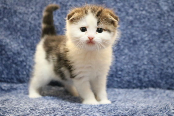 スコティッシュフォールド 子猫 ブリーダー 猫