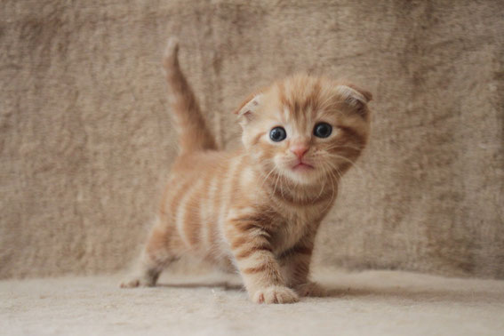 スコティッシュフォールド 子猫 ブリーダー 猫