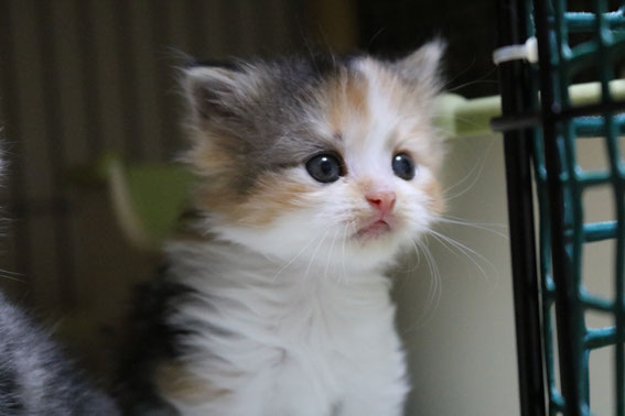 スコティッシュフォールド 子猫 ブリーダー 猫