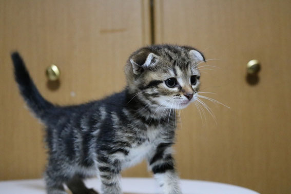 スコティッシュフォールド 子猫 ブリーダー 猫