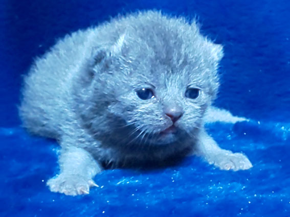 ブリティッシュショートヘア 子猫 ブリーダー 猫