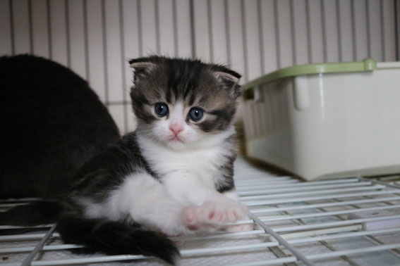 スコティッシュフォールド 子猫 ブリーダー 猫
