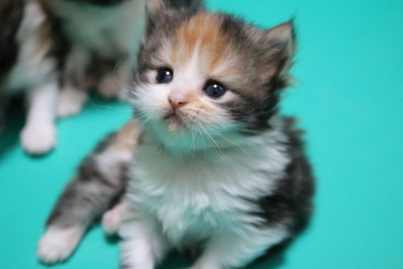スコティッシュフォールド 子猫 ブリーダー 猫