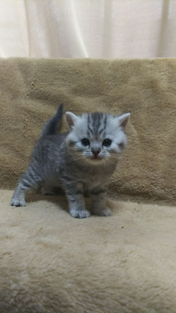 スコティッシュフォールド 子猫 ブリーダー 猫