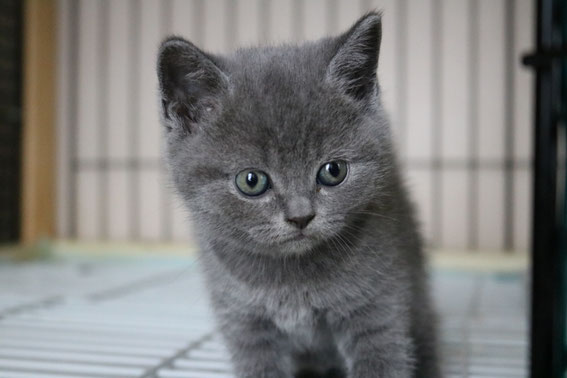 子猫 ブリーダー 猫 ブリティッシュショートヘア