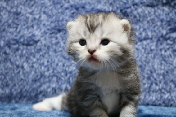 スコティッシュフォールド 子猫 ブリーダー 猫