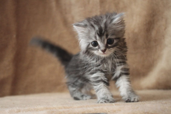 スコティッシュフォールド 子猫 ブリーダー 猫