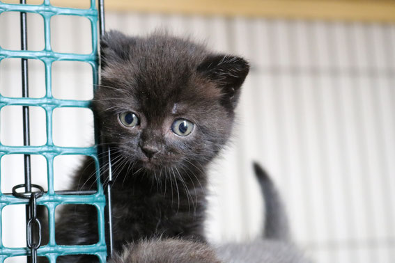 スコティッシュフォールド　子猫　ブリーダー　猫