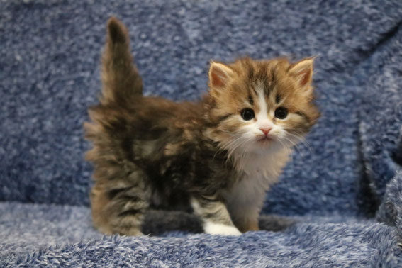 スコティッシュフォールド 子猫 ブリーダー 猫