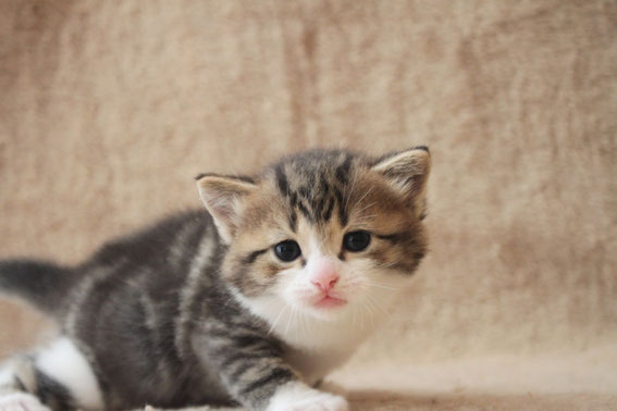スコティッシュフォールド 子猫 ブリーダー 猫
