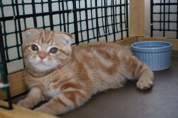 スコティッシュフォールド 子猫 ブリーダー 猫
