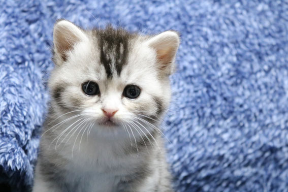 スコティッシュフォールド 子猫 ブリーダー 猫