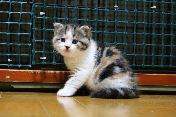 スコティッシュフォールド 子猫 ブリーダー 猫