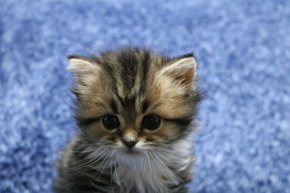 スコティッシュフォールド 子猫 ブリーダー 猫