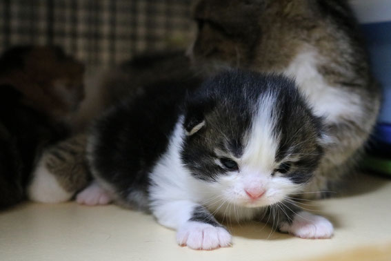 スコティッシュフォールド　子猫　ブリーダー　猫