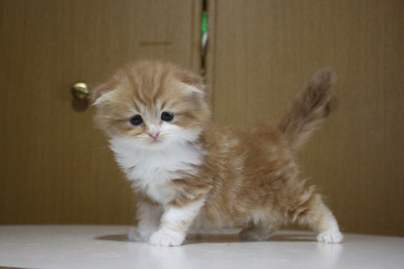 スコティッシュフォールド 子猫 ブリーダー 猫