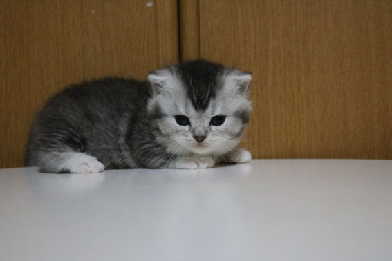 スコティッシュフォールド 子猫 ブリーダー 猫