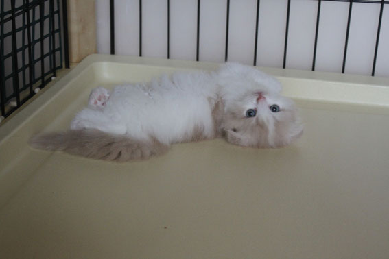 スコティッシュフォールド 子猫 ブリーダー 猫