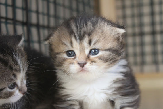 スコティッシュフォールド　子猫　ブリーダー　猫