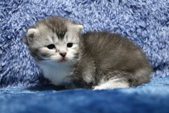 スコティッシュフォールド 子猫 ブリーダー 猫