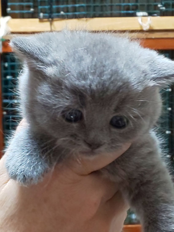 ブリティッシュショートヘア 子猫 ブリーダー 猫