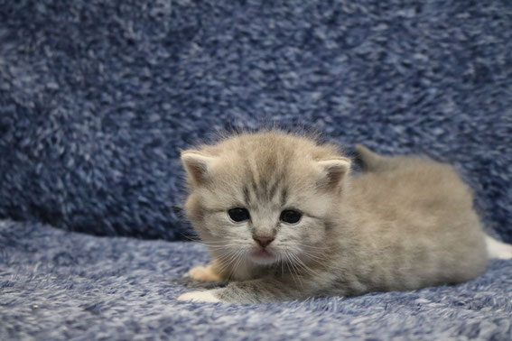 スコティッシュフォールド 子猫 ブリーダー 猫