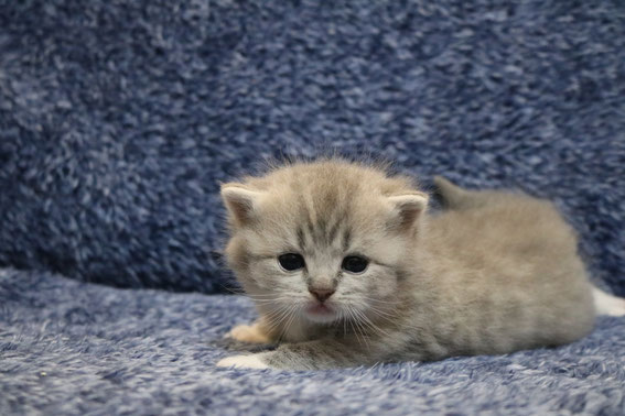 スコティッシュフォールド　子猫　ブリーダー　猫