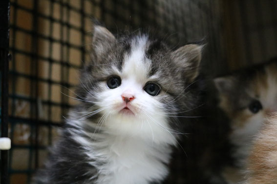 スコティッシュフォールド 子猫 ブリーダー 猫