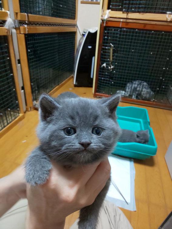 ブリティッシュショートヘア　子猫　ブリーダー　猫