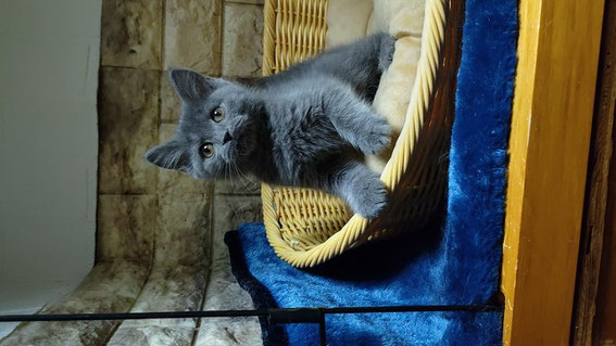 ねこごこち、ブリティッシュ、,可愛い、子猫、