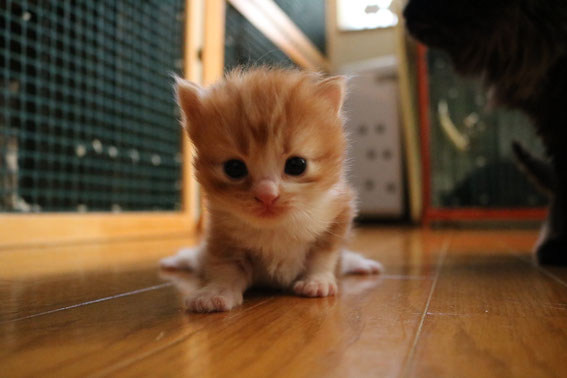 スコティッシュフォールド 子猫 ブリーダー 猫