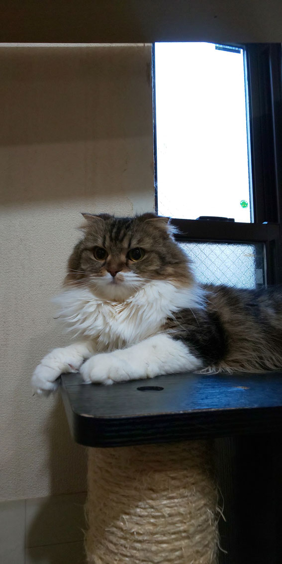 スコティッシュフォールド 子猫 ブリーダー 猫