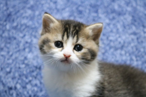 スコティッシュフォールド 子猫 ブリーダー 猫