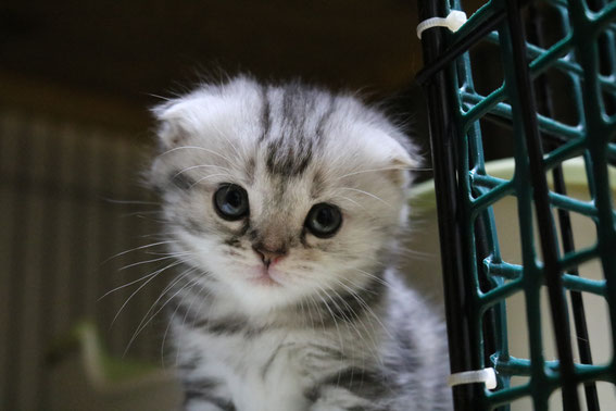 スコティッシュフォールド 子猫 ブリーダー 猫