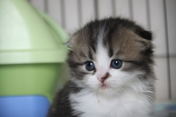 スコティッシュフォールド 子猫 ブリーダー 猫