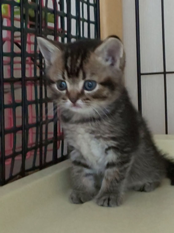 スコティッシュフォールド　子猫　ブリーダー　猫