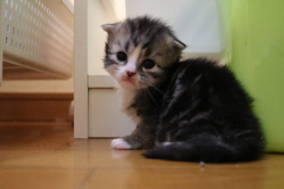スコティッシュフォールド 子猫 ブリーダー 猫